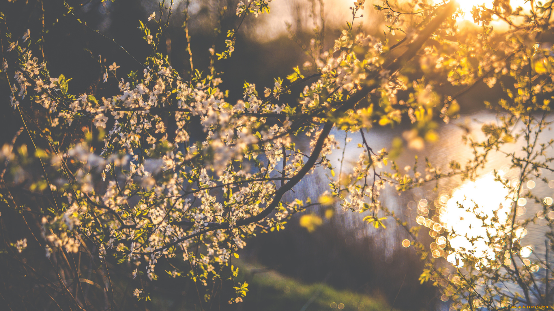 цветы, цветущие, деревья, , , кустарники, ветка