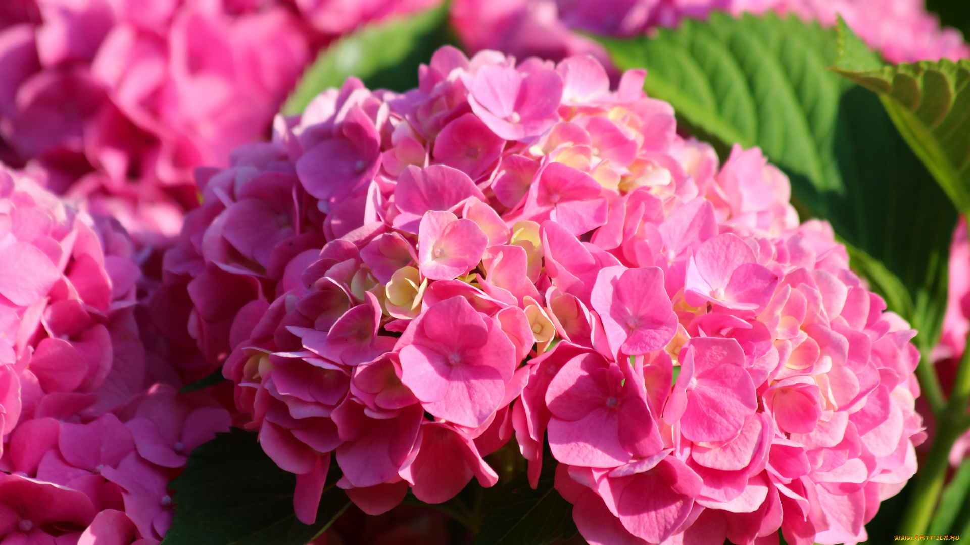 цветы, гортензия, крупнолистная, природа, лето, цветение, красота, дача