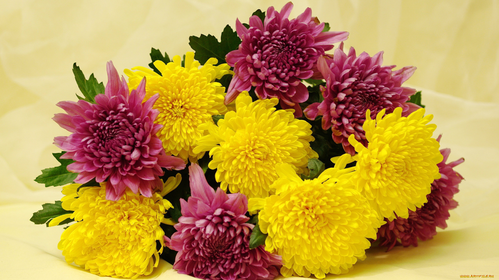 цветы, хризантемы, букет, красота, праздник