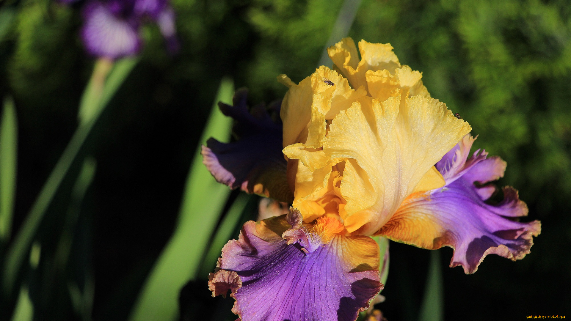 цветы, ирисы, красота, тамбовская, область, тамбов, сад, лето