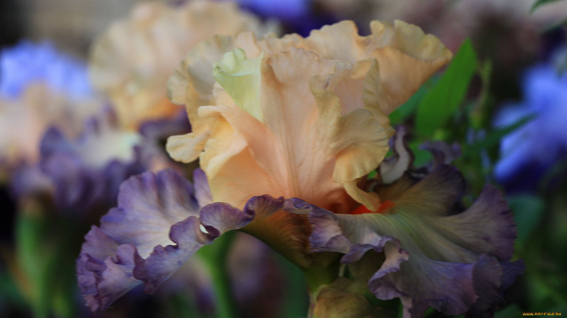 цветы, ирисы, лето, сад, красота, тамбовская, область, тамбов