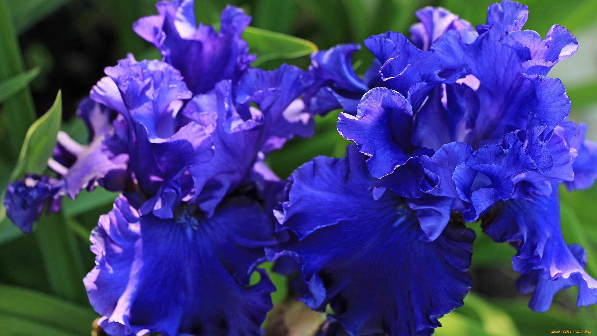 цветы, ирисы, тамбов, тамбовская, область, красота, лето, сад