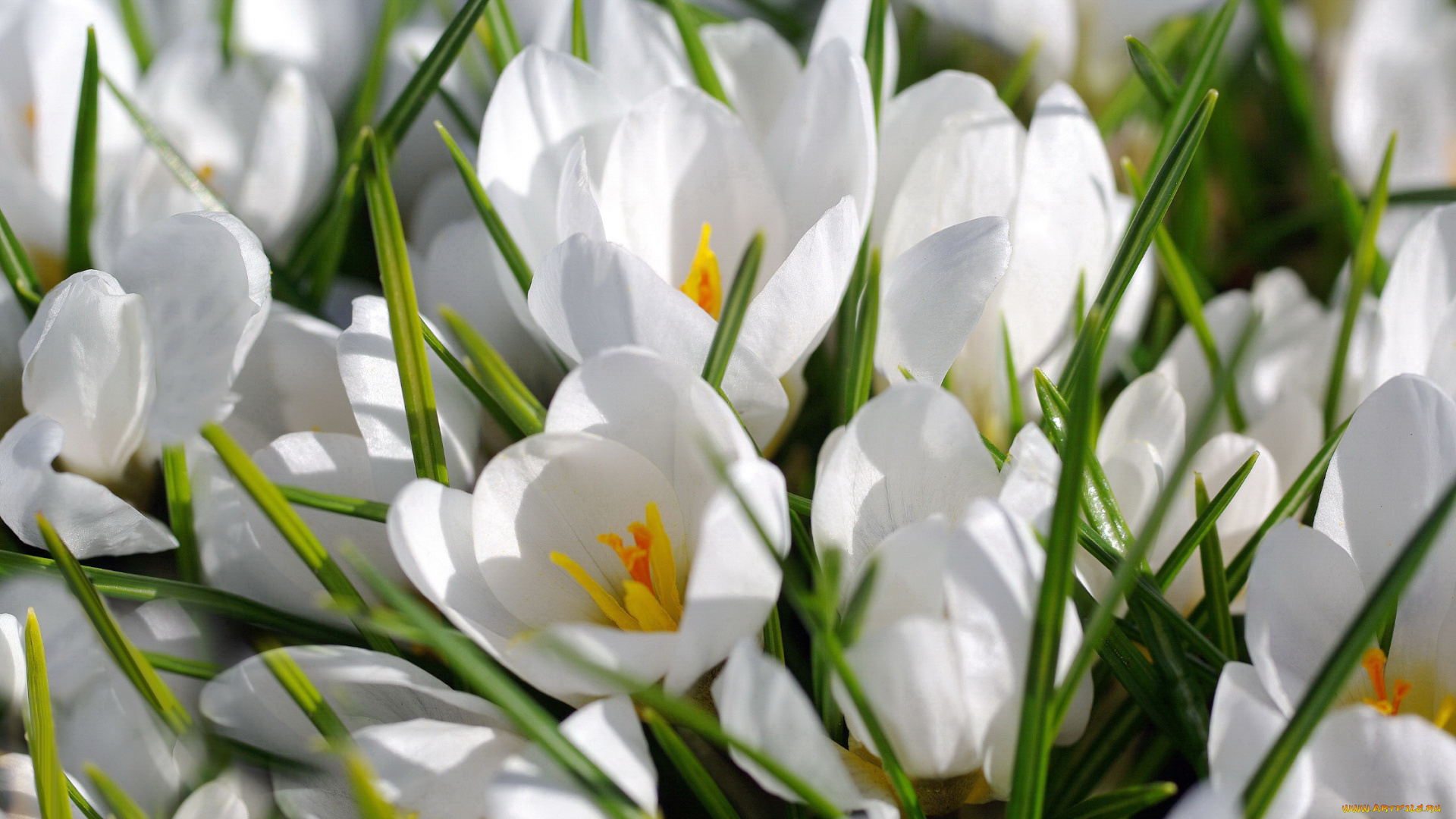 цветы, крокусы, весна, цветение