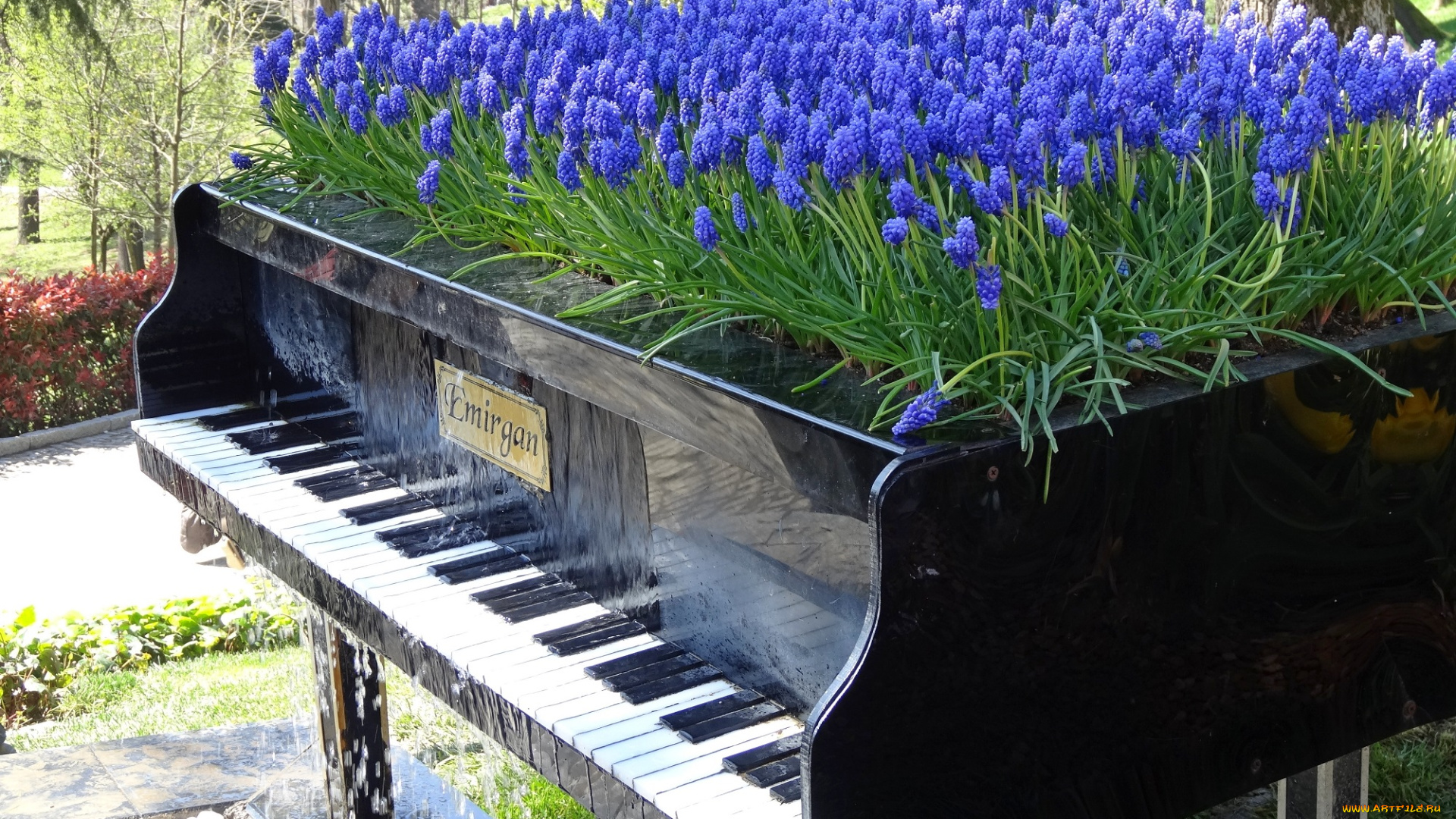 цветы, мускари, стамбул, клавиши, рояль, ландшафт, дизайн, парк, эмирган