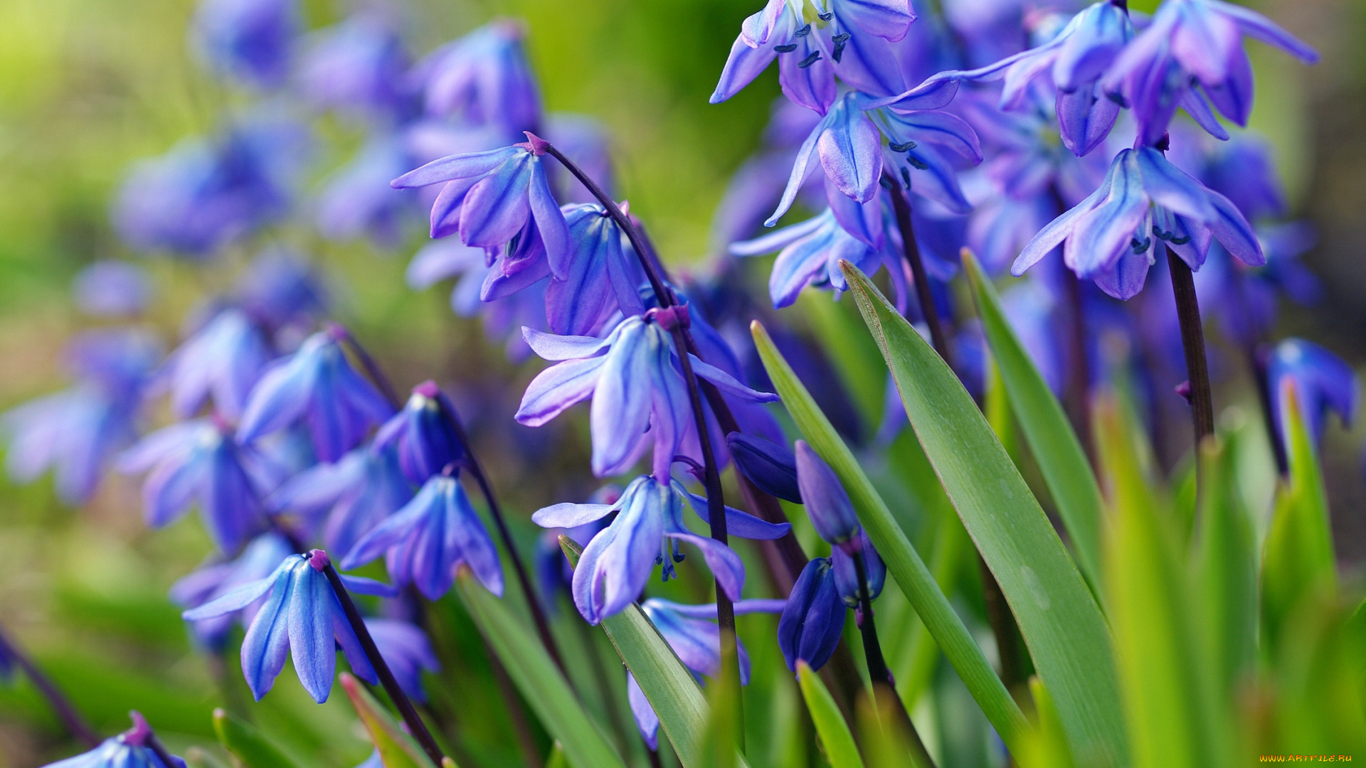 цветы, подснежники, , белоцветники, , пролески, макро, флора, дача, пролески, синий, цвет, первоцветы, весна, растения, красота, природа