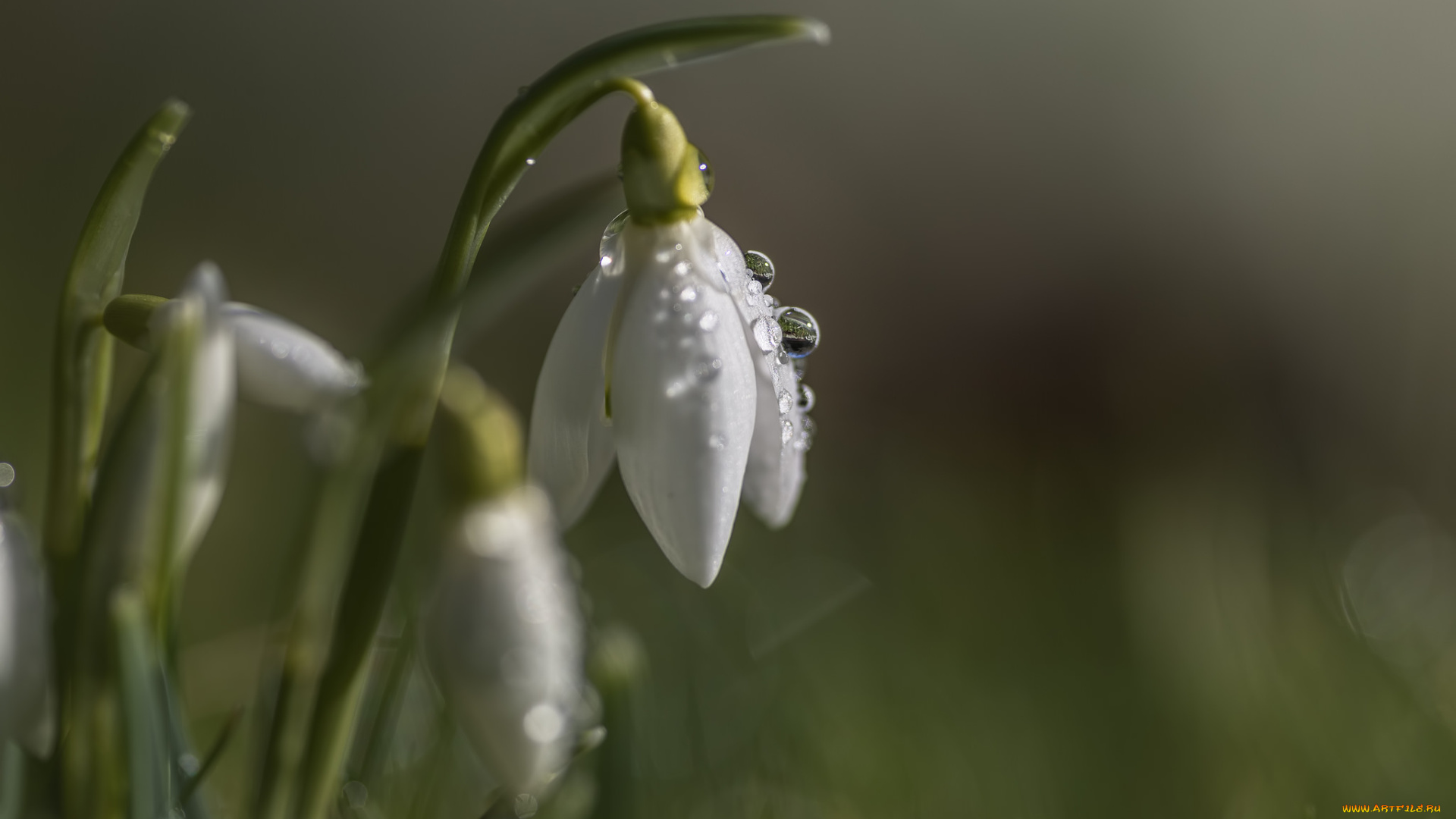 цветы, подснежники, , белоцветники, , пролески