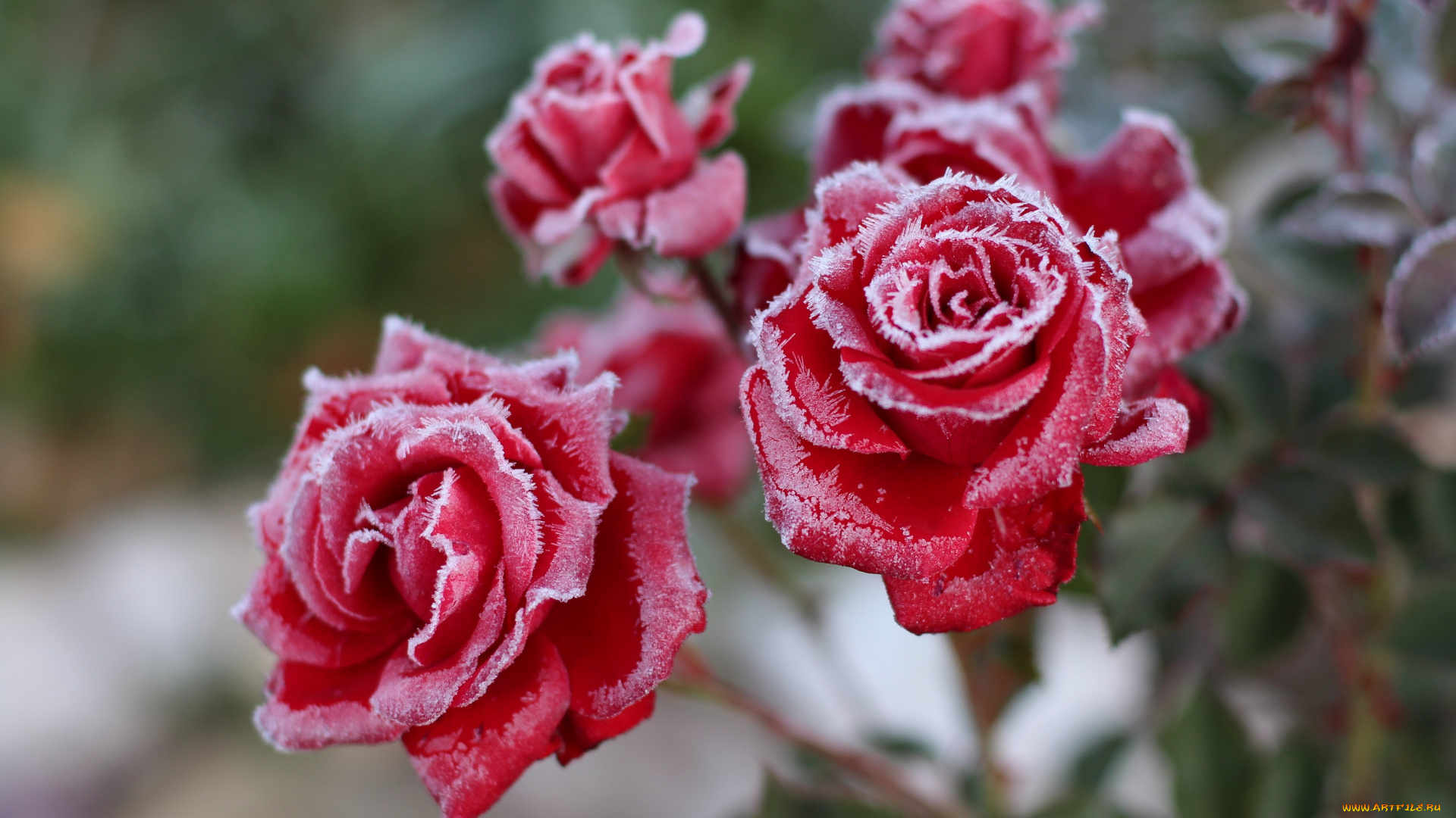 цветы, розы, мороз, осень, красота