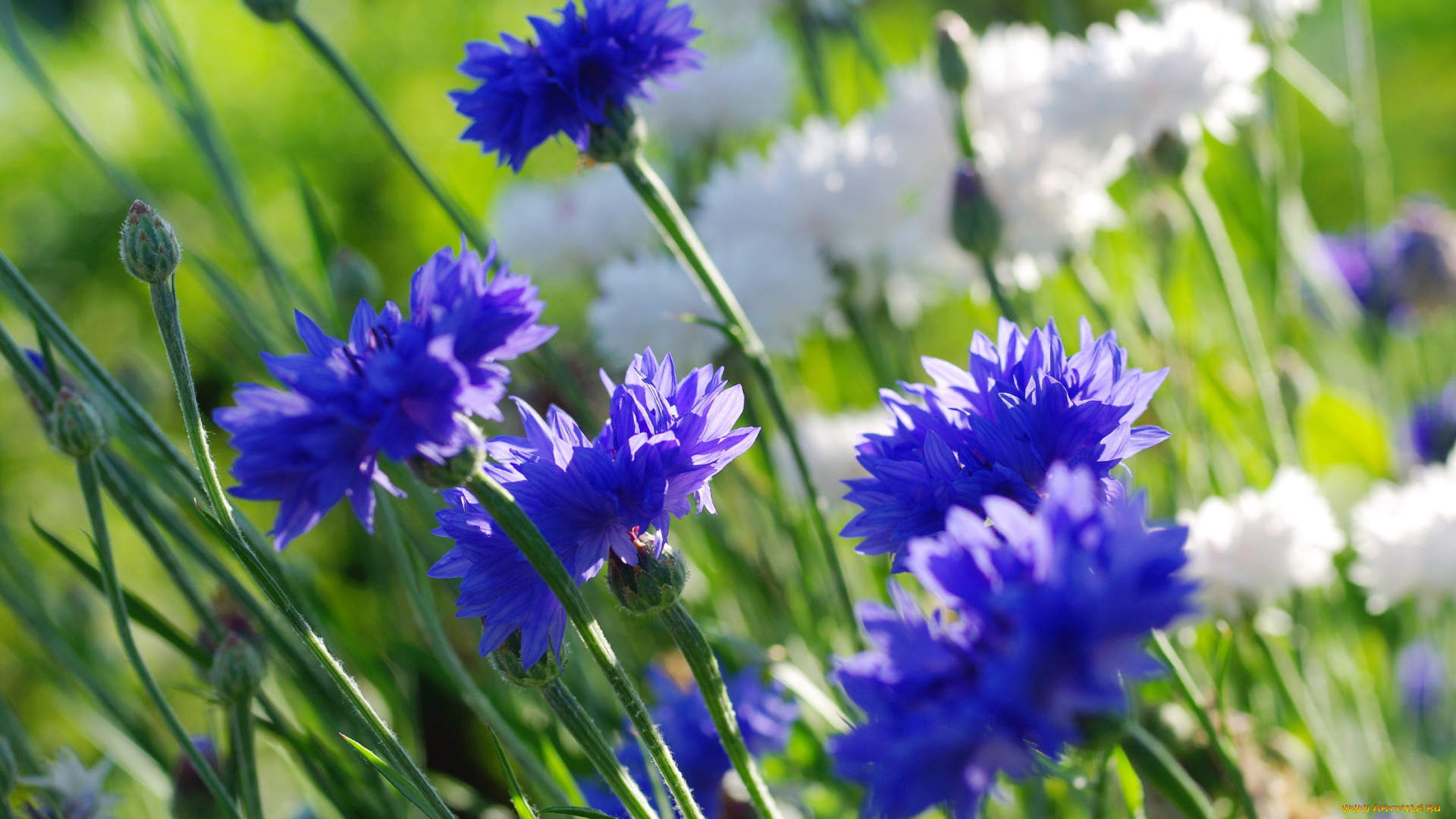 цветы, васильки, природа, лето, флора, июль, дача, растения, красота