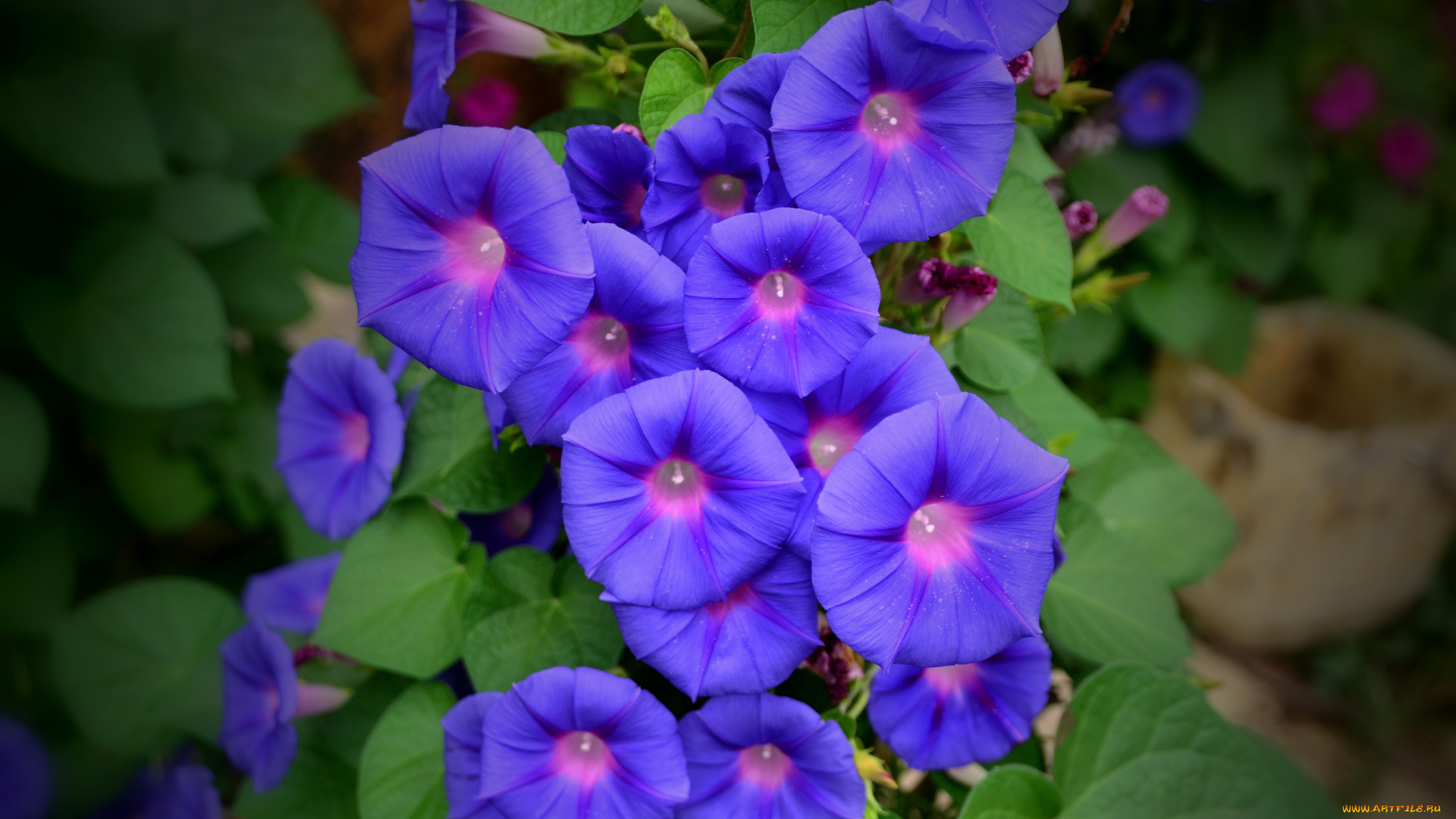 цветы, вьюнки, , ипомеи, вьюнок, ипомея