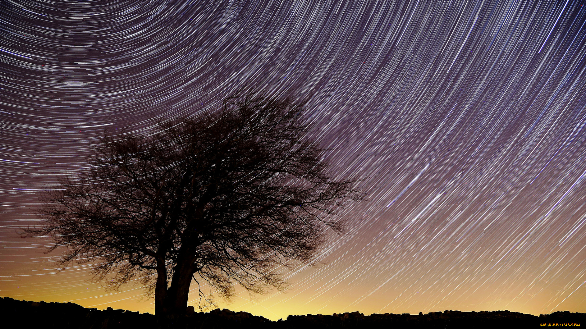 природа, деревья, дерево