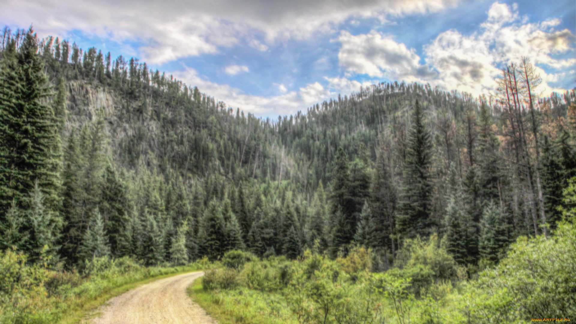 природа, дороги, лес