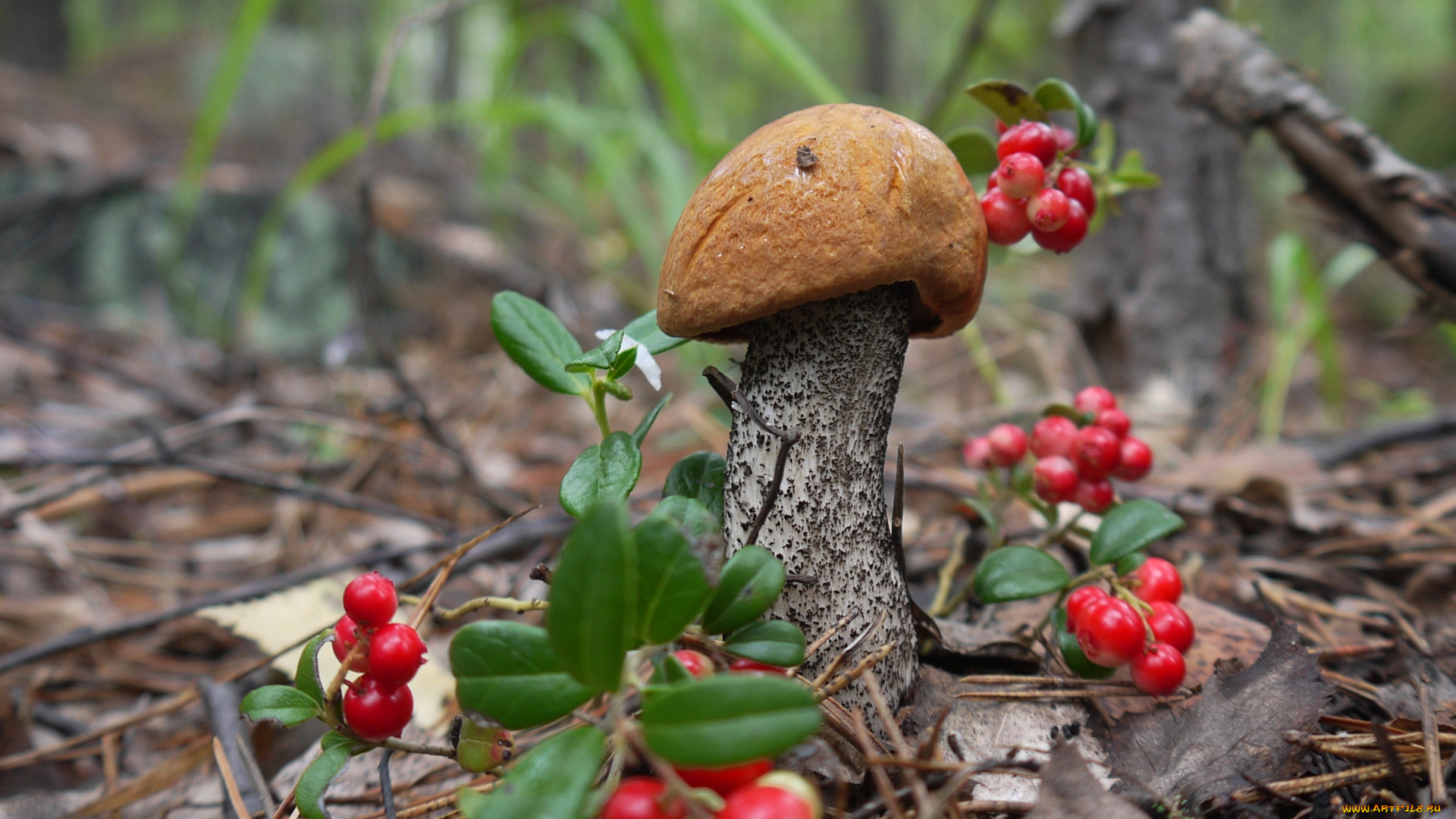 природа, грибы, средний, урал, красноголовик, урала, ягоды, подосиновик, брусника, свердловская, область