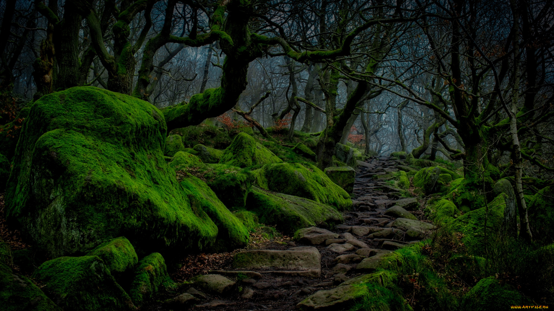 природа, лес, ночь