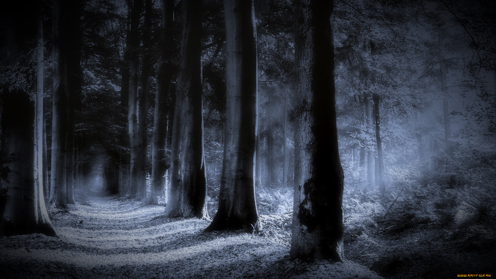 природа, лес, ночь