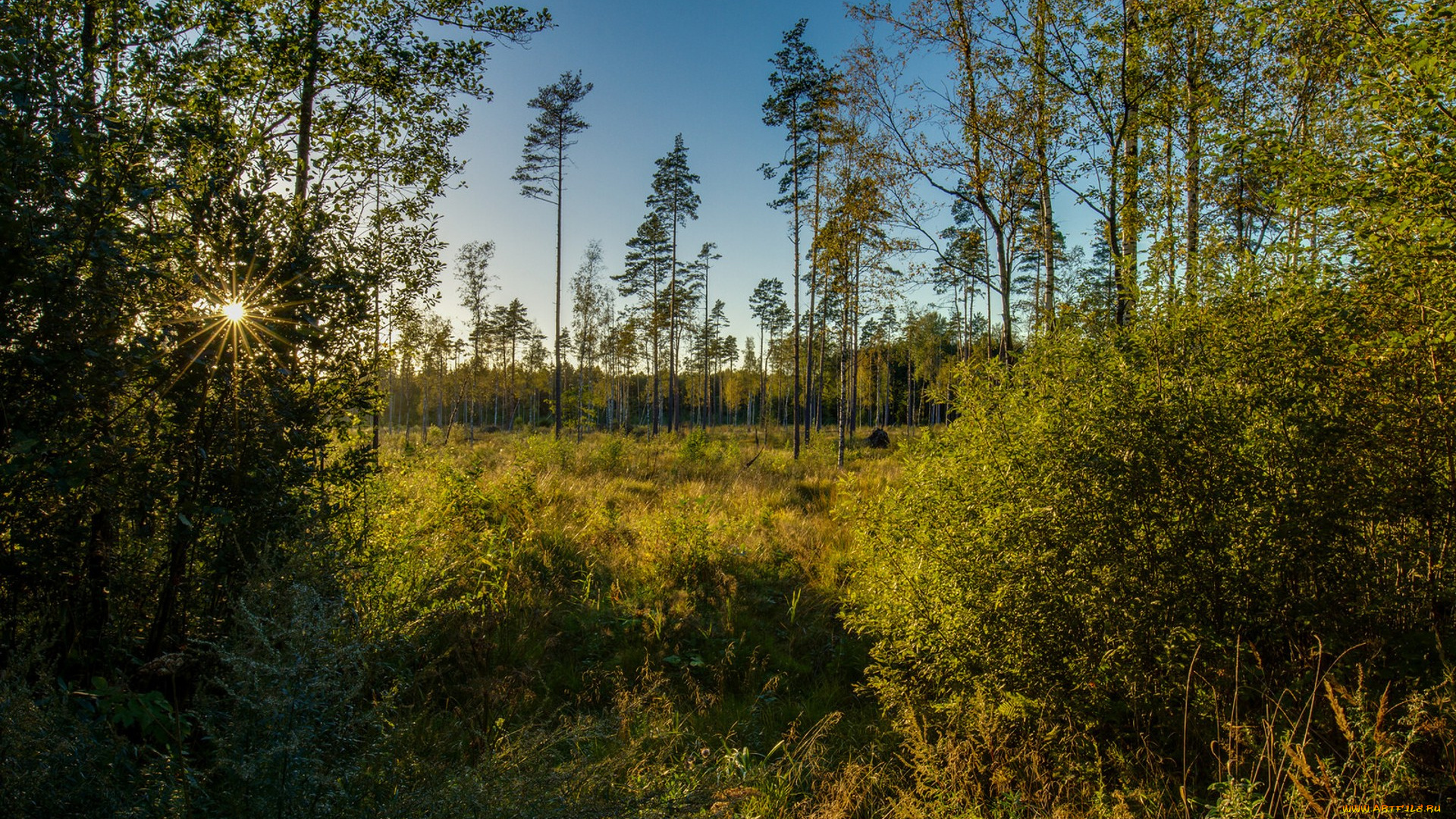 природа, лес, простор