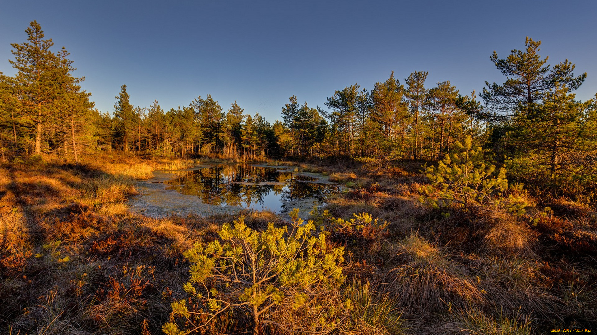 природа, лес, простор