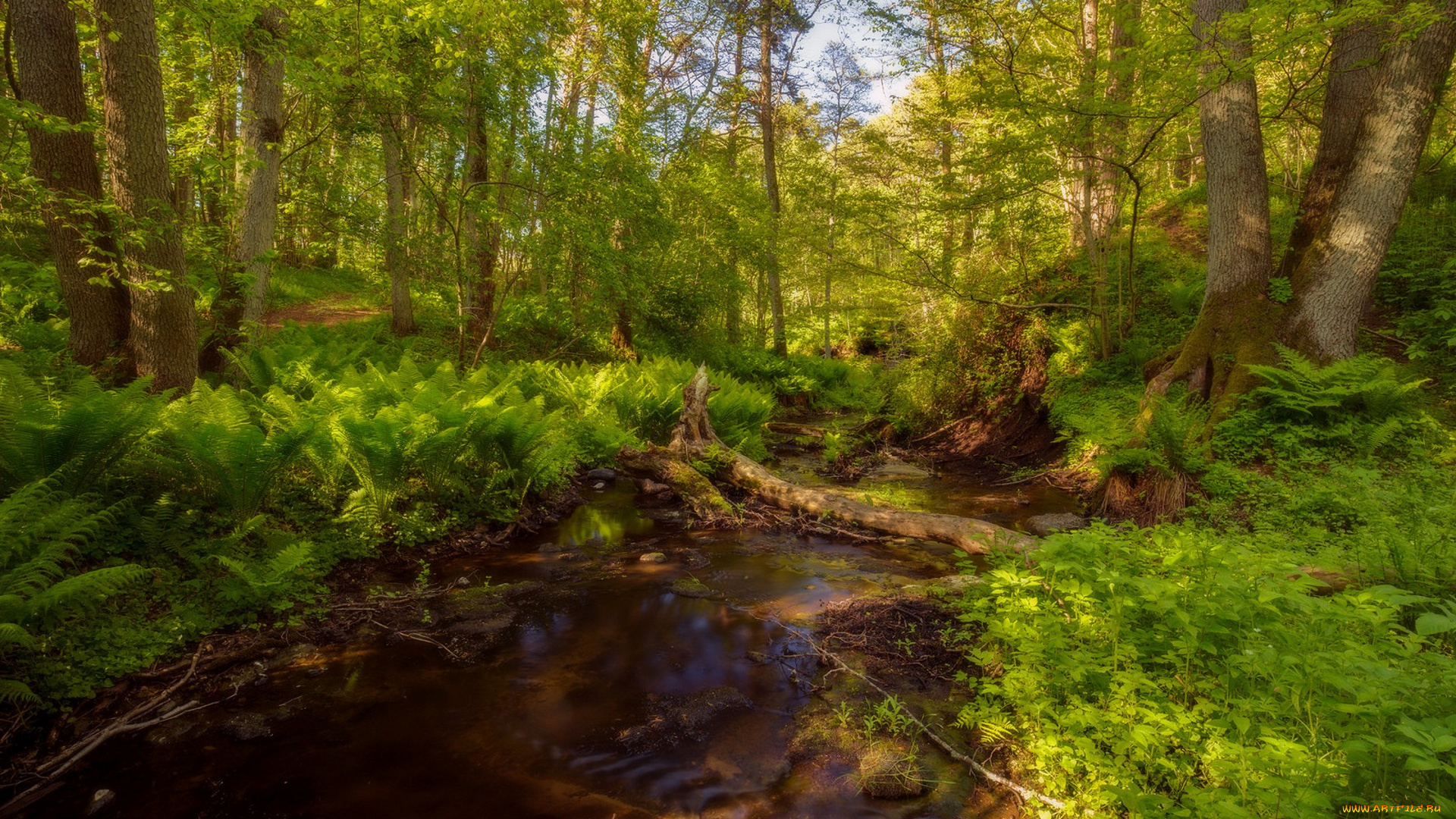 природа, лес, простор