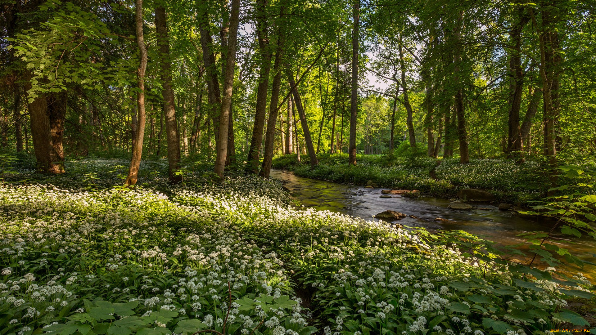 природа, лес, простор