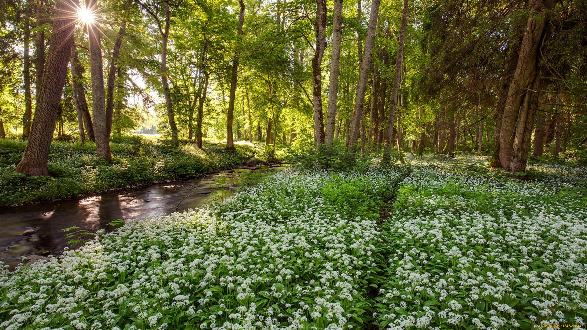природа, лес, простор
