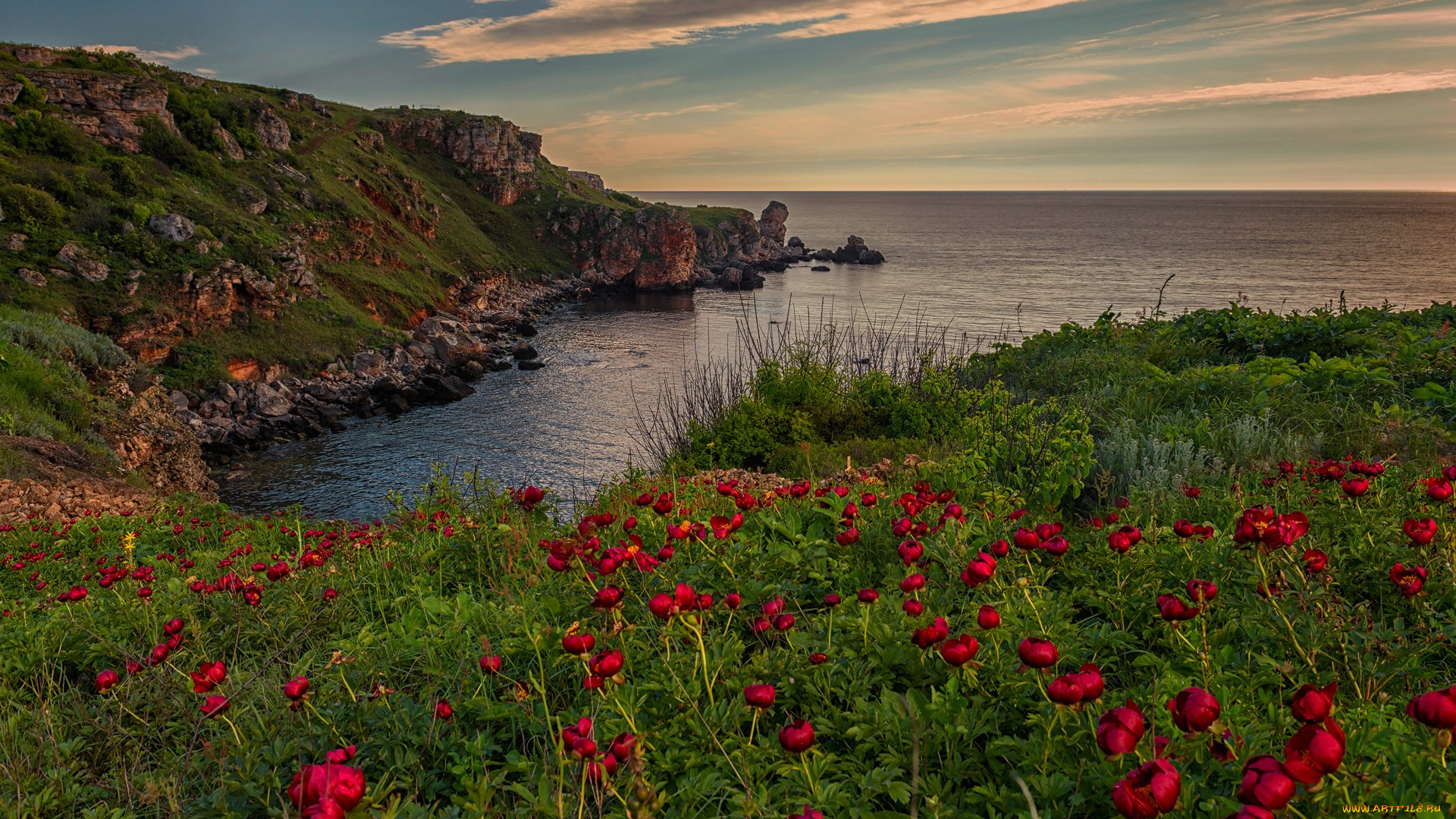 природа, побережье, скала, цветы, море