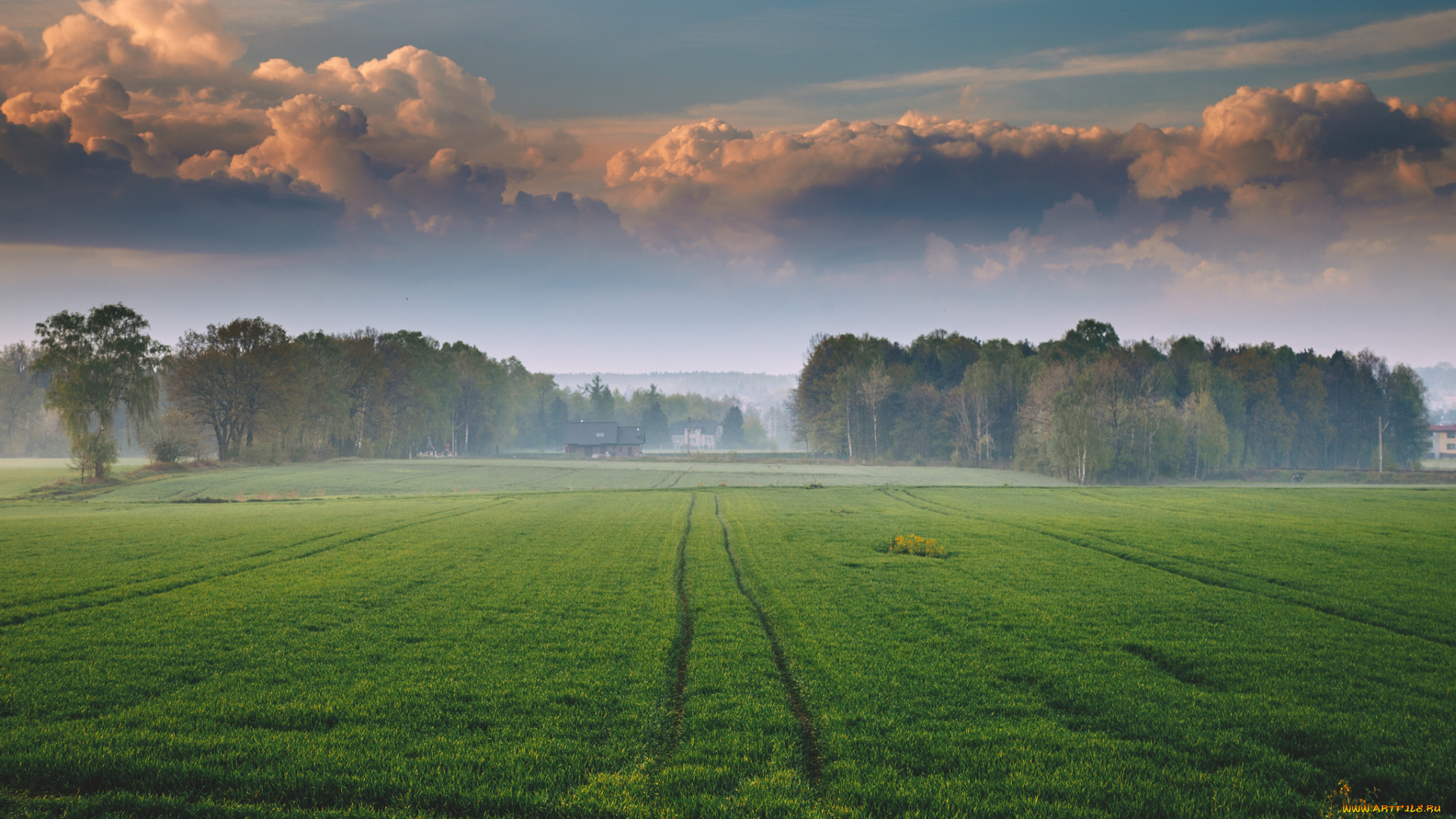 природа, поля, утро