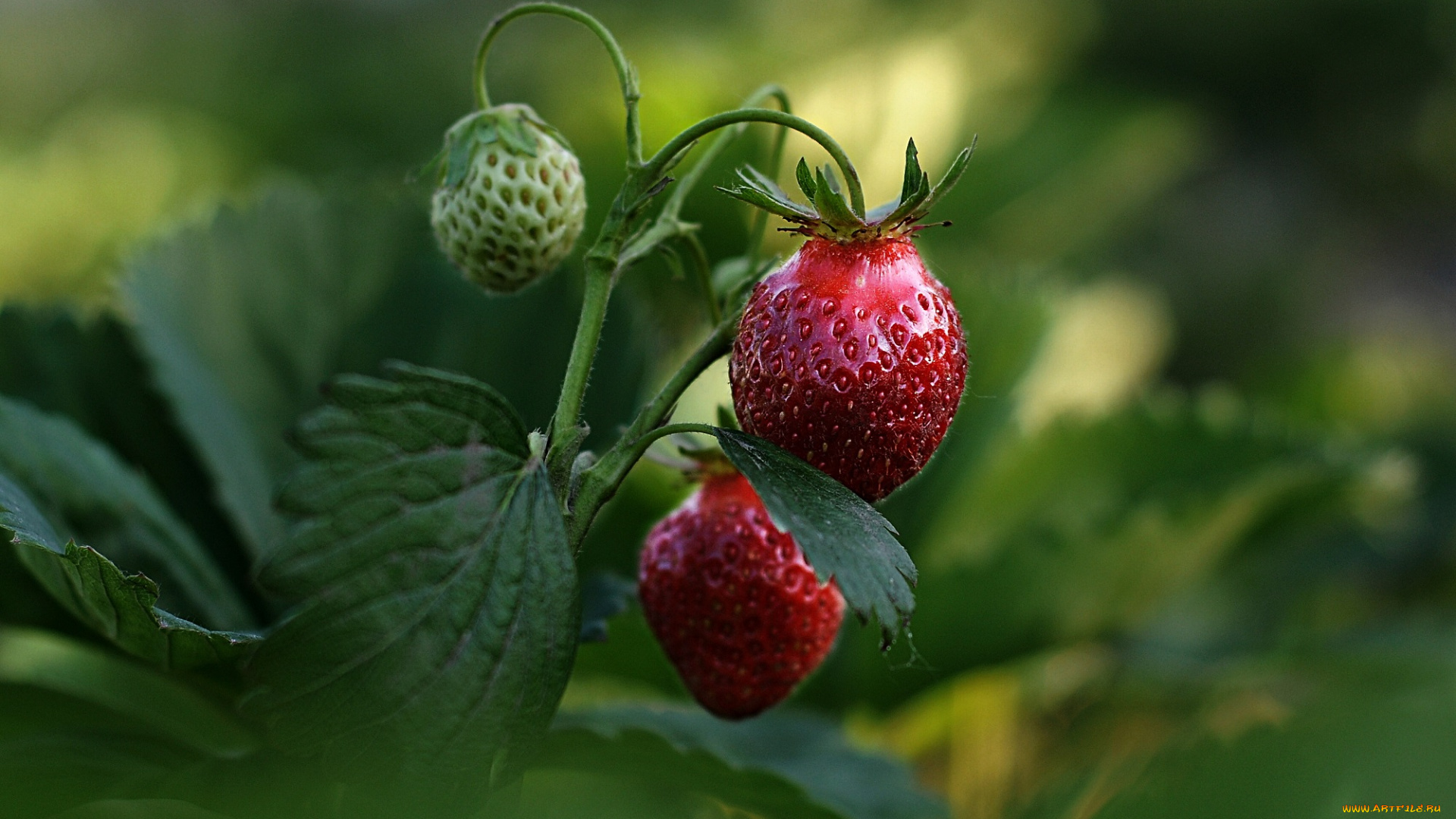 природа, Ягоды, лето, ягода, земляника
