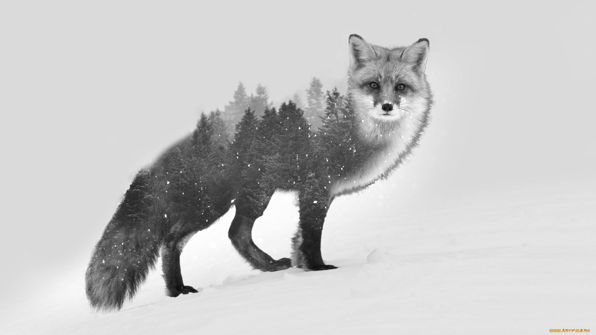 разное, компьютерный, дизайн, лиса