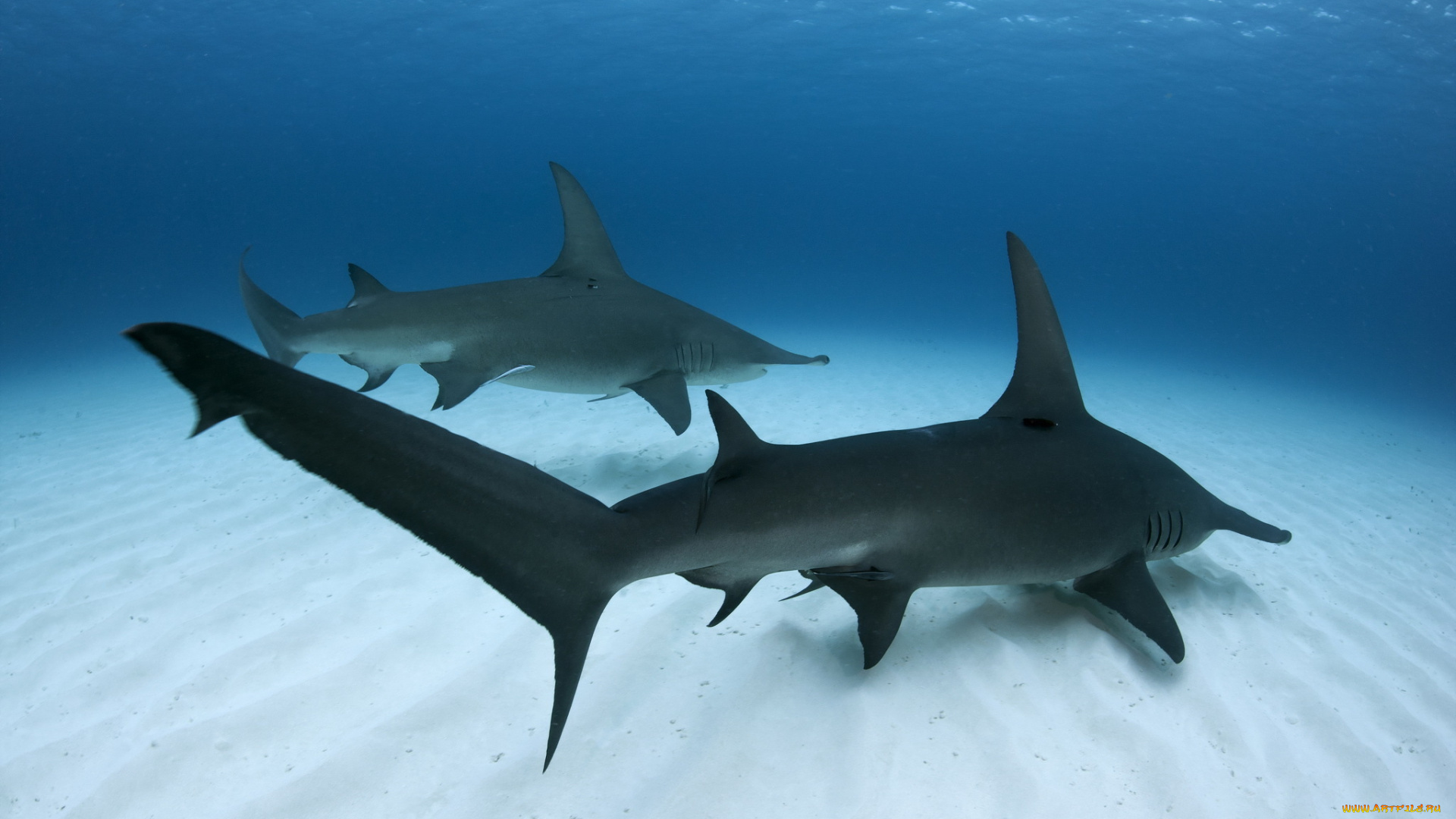 животные, акулы, море, рыбы, great, hammerhead, shark