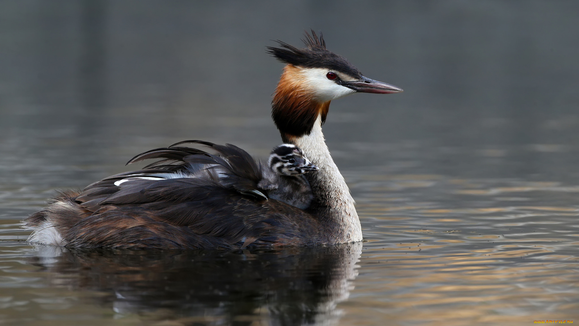 животные, Чомги, , поганки, чомга
