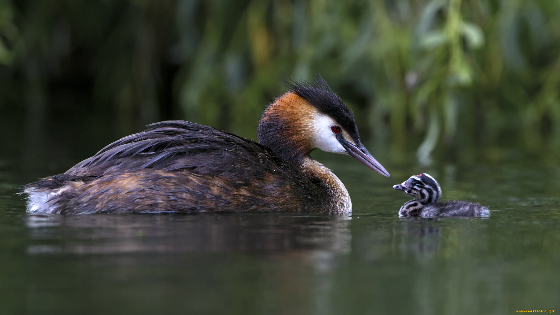 животные, Чомги, , поганки, семья