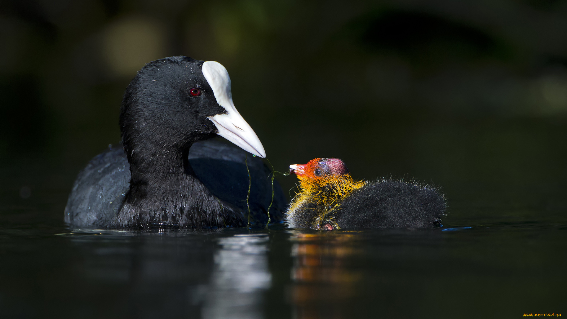 животные, Чомги, , поганки, семья