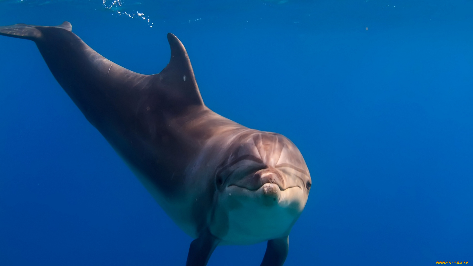 животные, дельфины, взгляд, под, водой