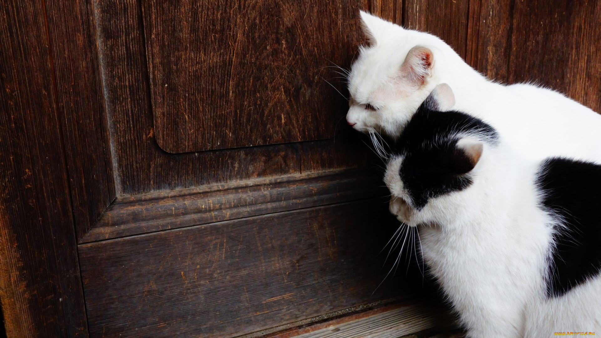 животные, коты, анфас, дверь, двое