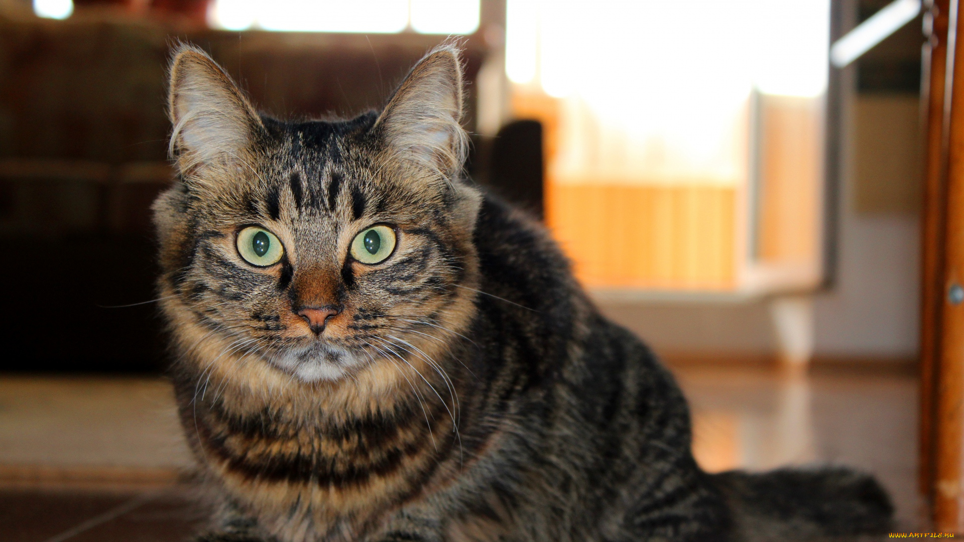 животные, коты, комната, взгляд, профиль, морда