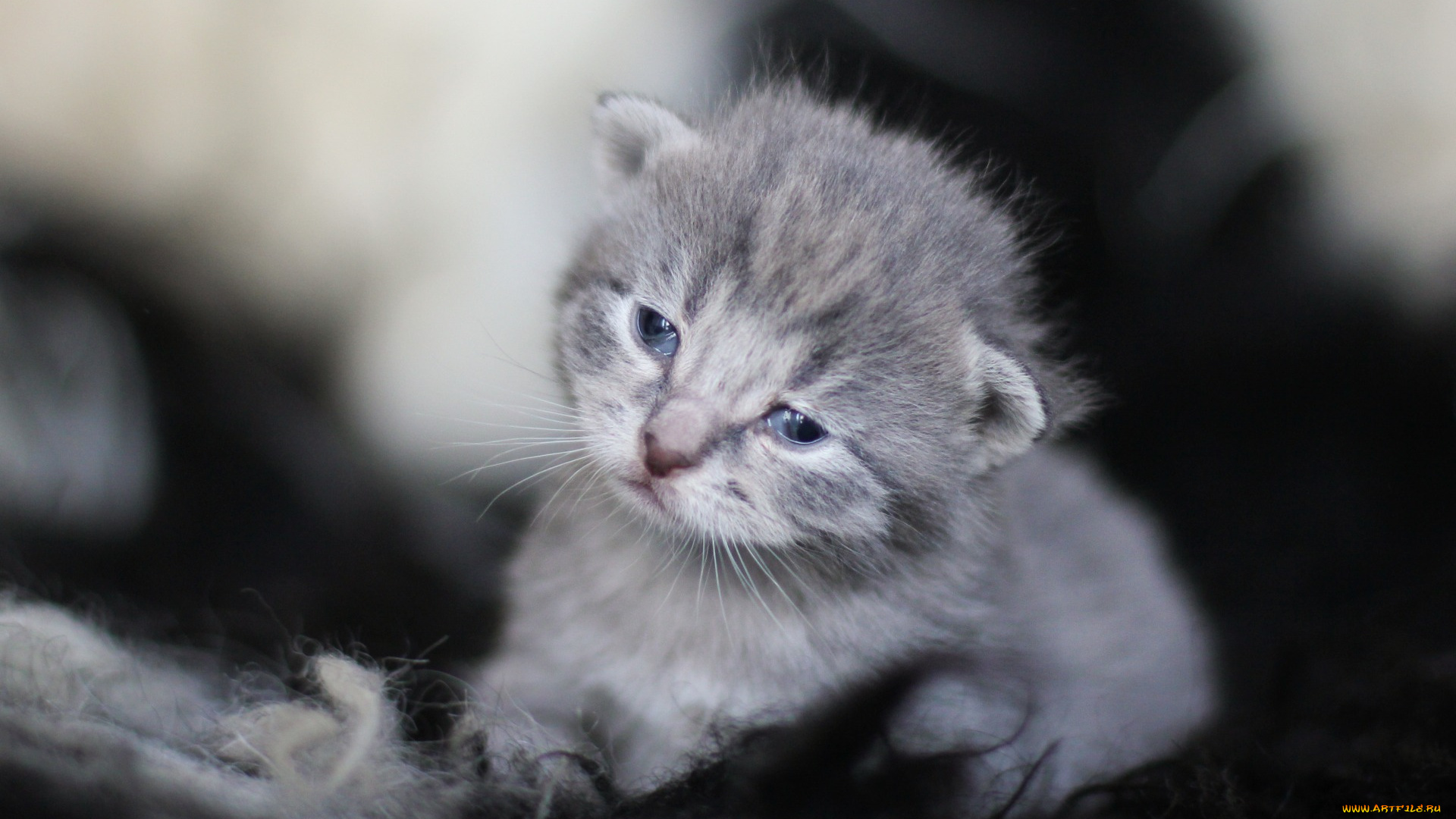 животные, коты, котенок, ткань
