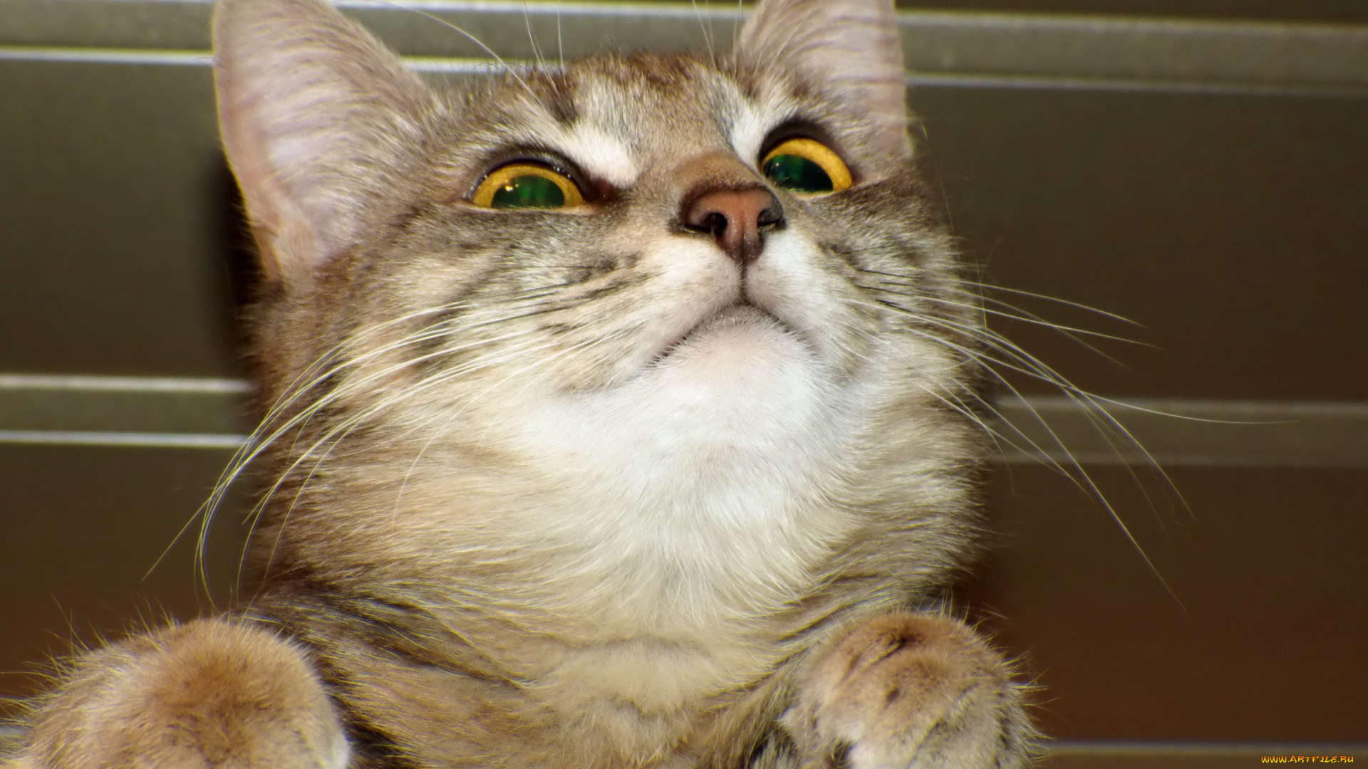 животные, коты, морда, взгляд