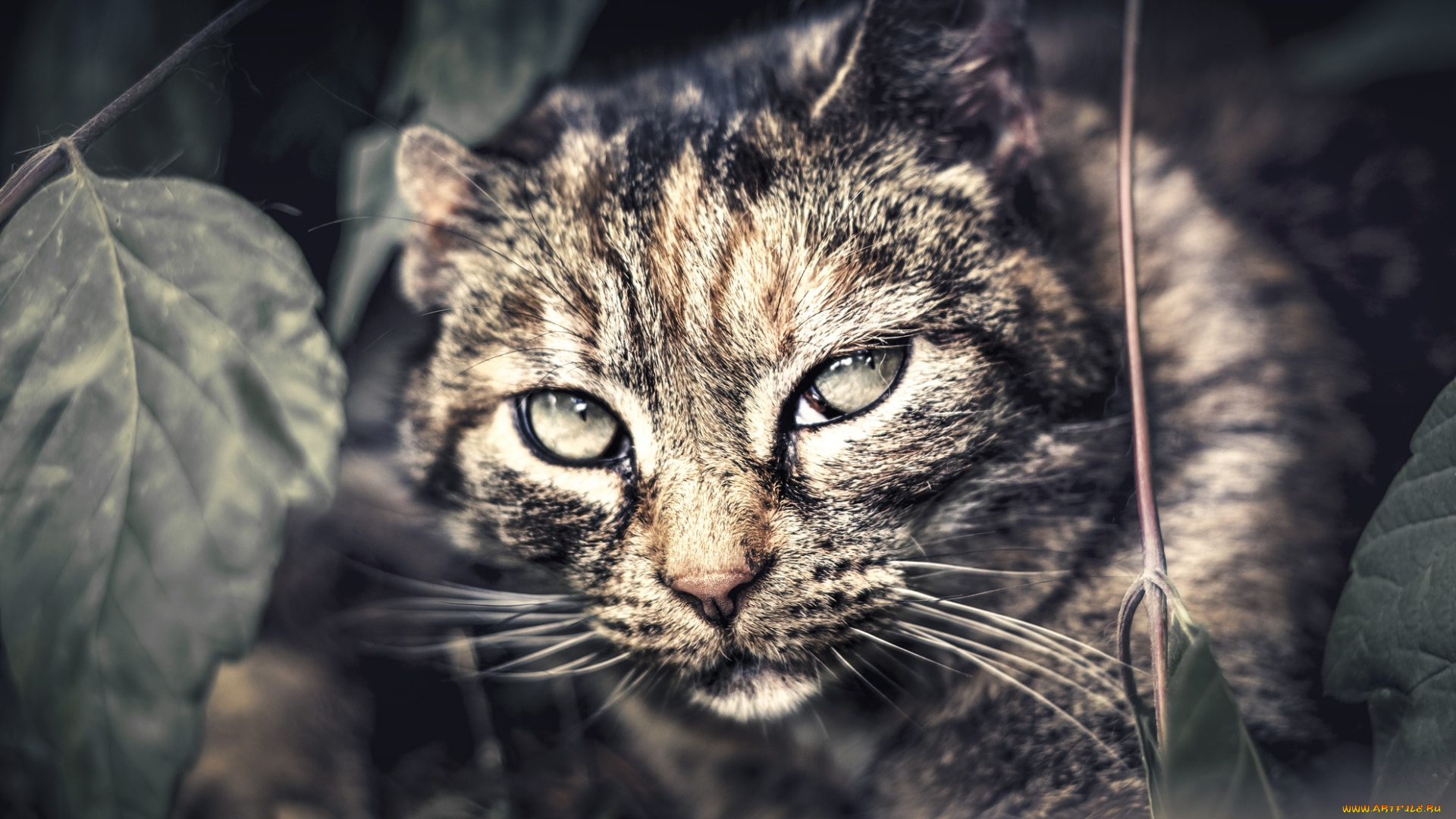 животные, коты, растения, взгляд, профиль, морда