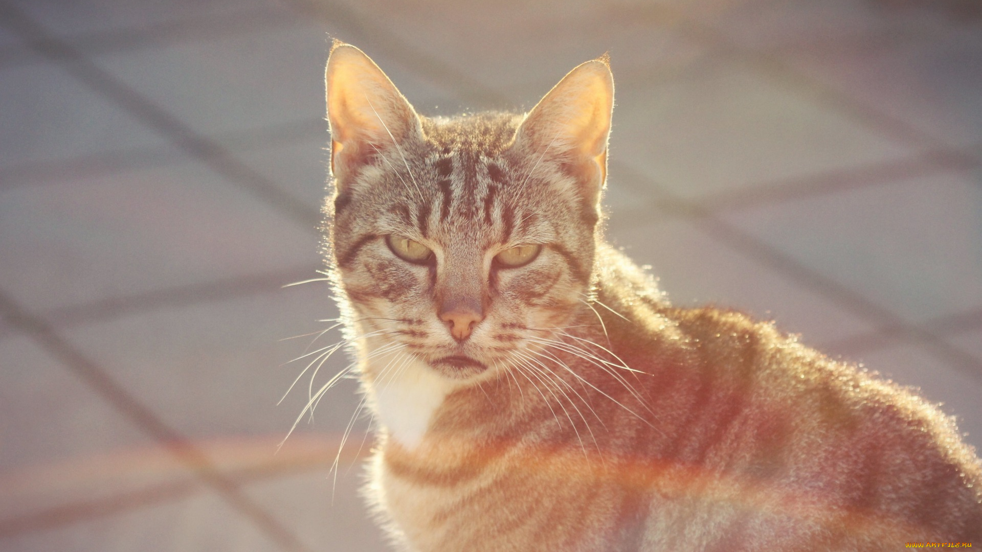 животные, коты, взгляд, морда, улица, профиль