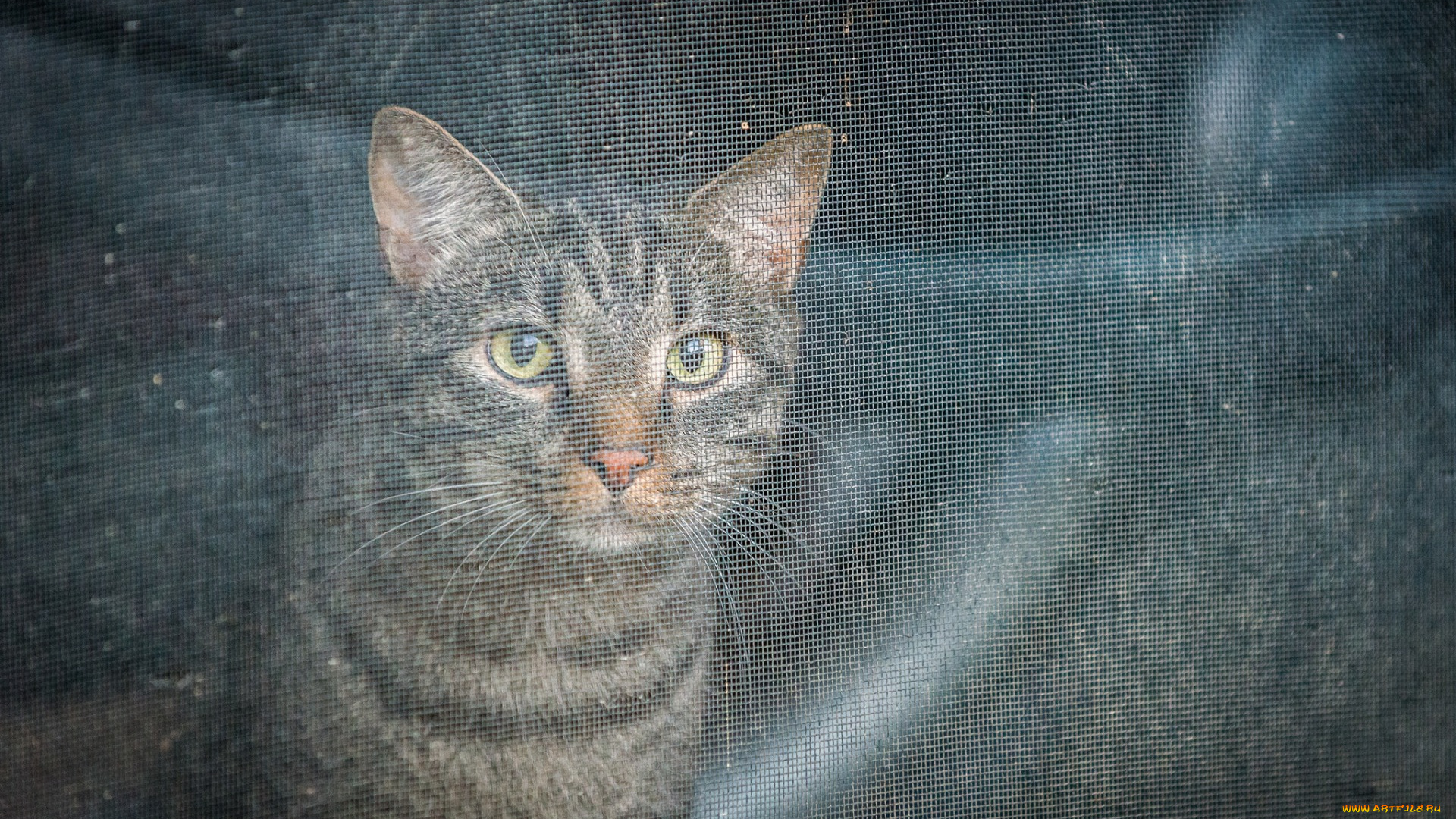 животные, коты, взгляд, профиль