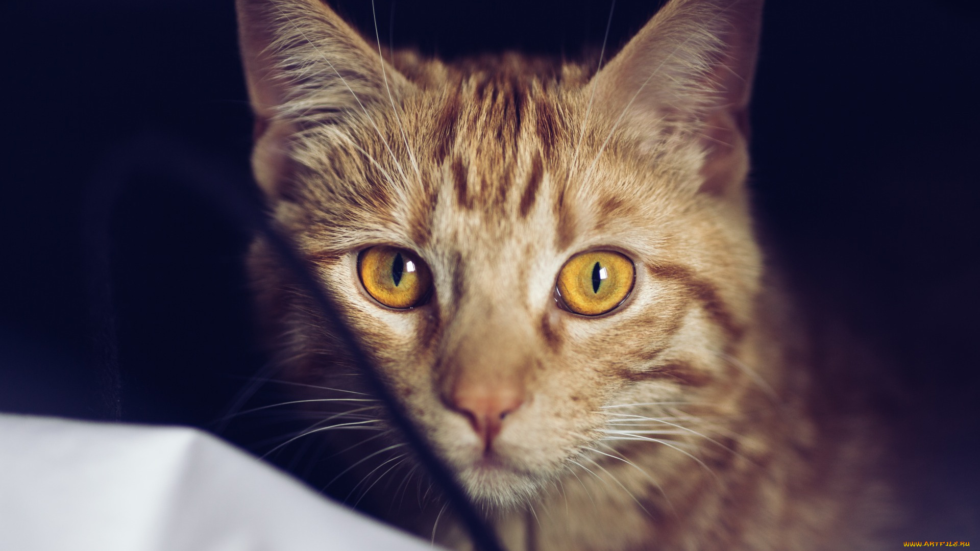 животные, коты, взгляд, рыжий, цвет, морда