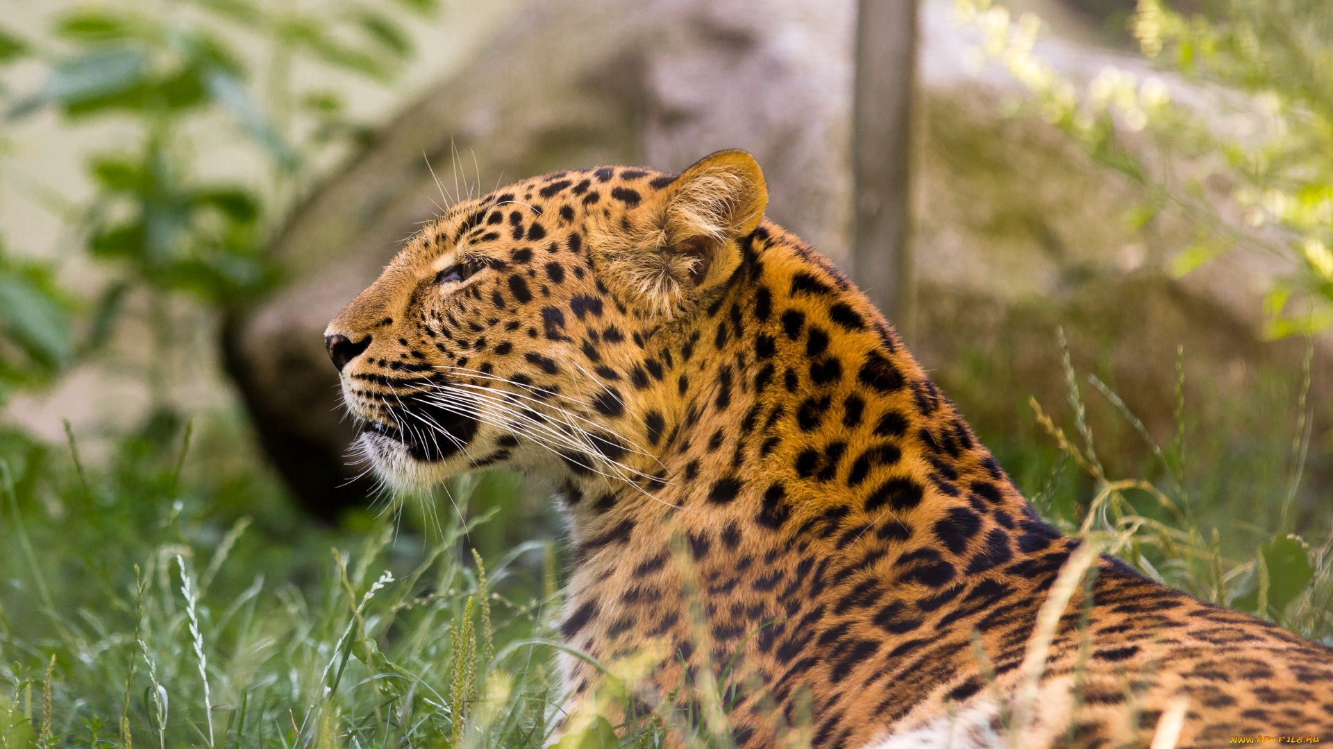 животные, леопарды, трава, отдых, анфас, растения