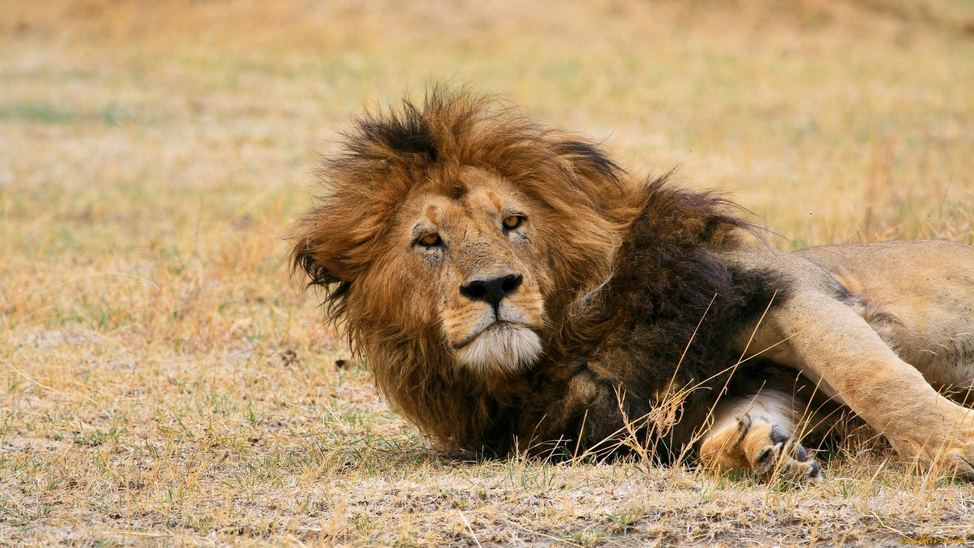 животные, львы, отдых, взгляд, профиль, морда