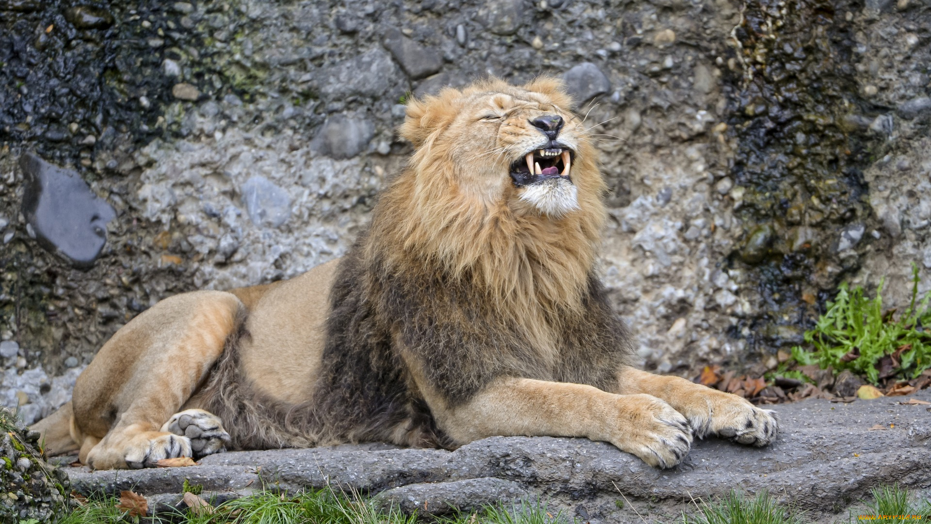 животные, львы, трава, камень, отдых