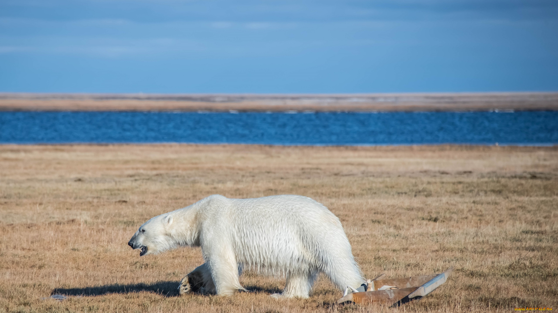 животные, медведи, остров, ямал, арктика, дикая, природа, белый, медведь