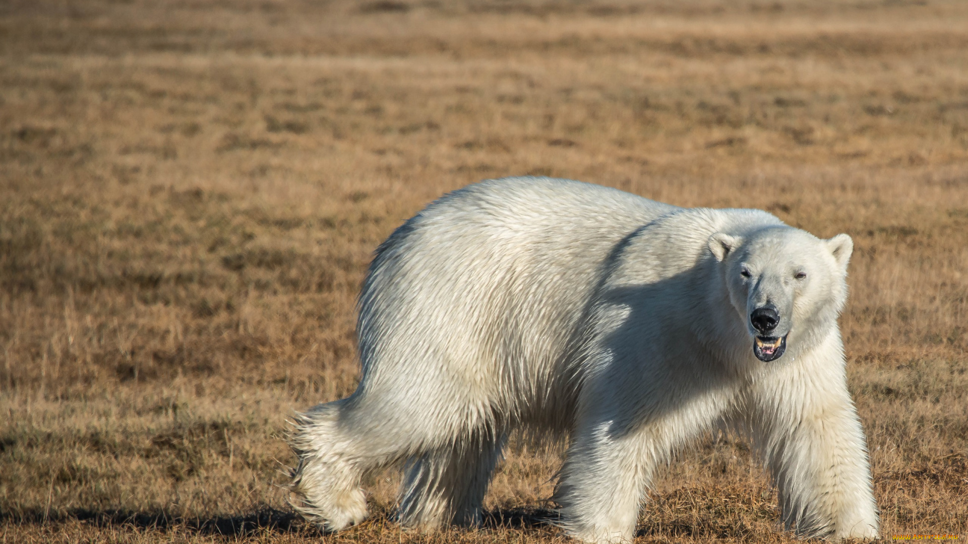 животные, медведи, ямал, арктика, белый, медведь, остров, дикая, природа