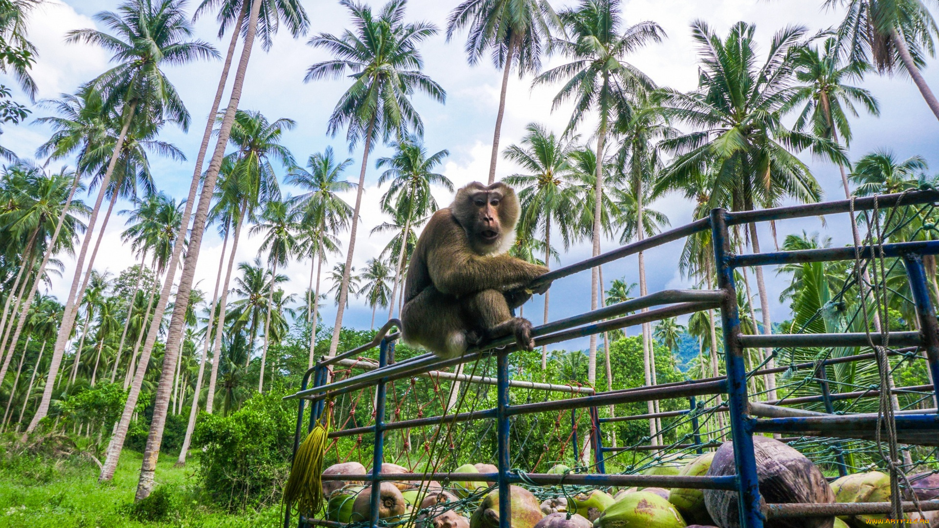 животные, обезьяны, растения, пальмы, еда