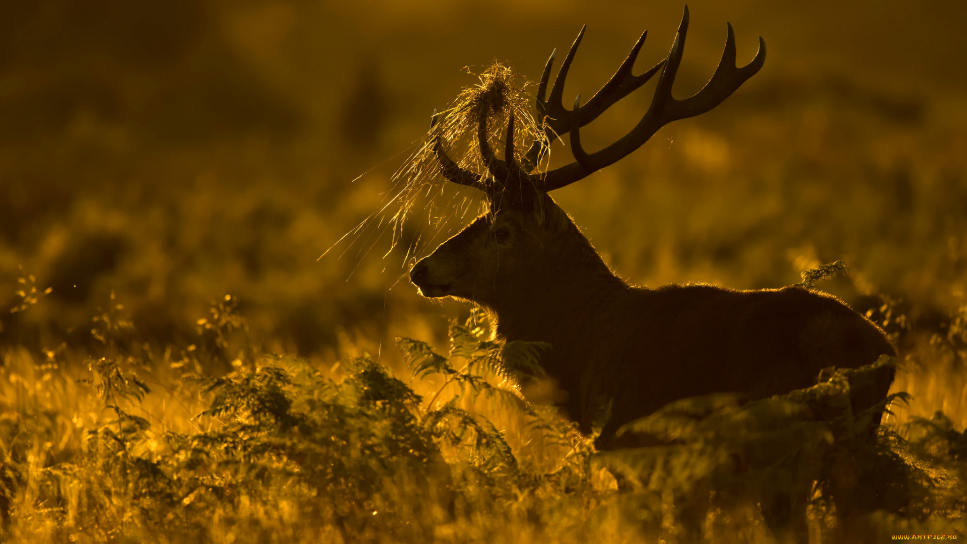 животные, олени, олень