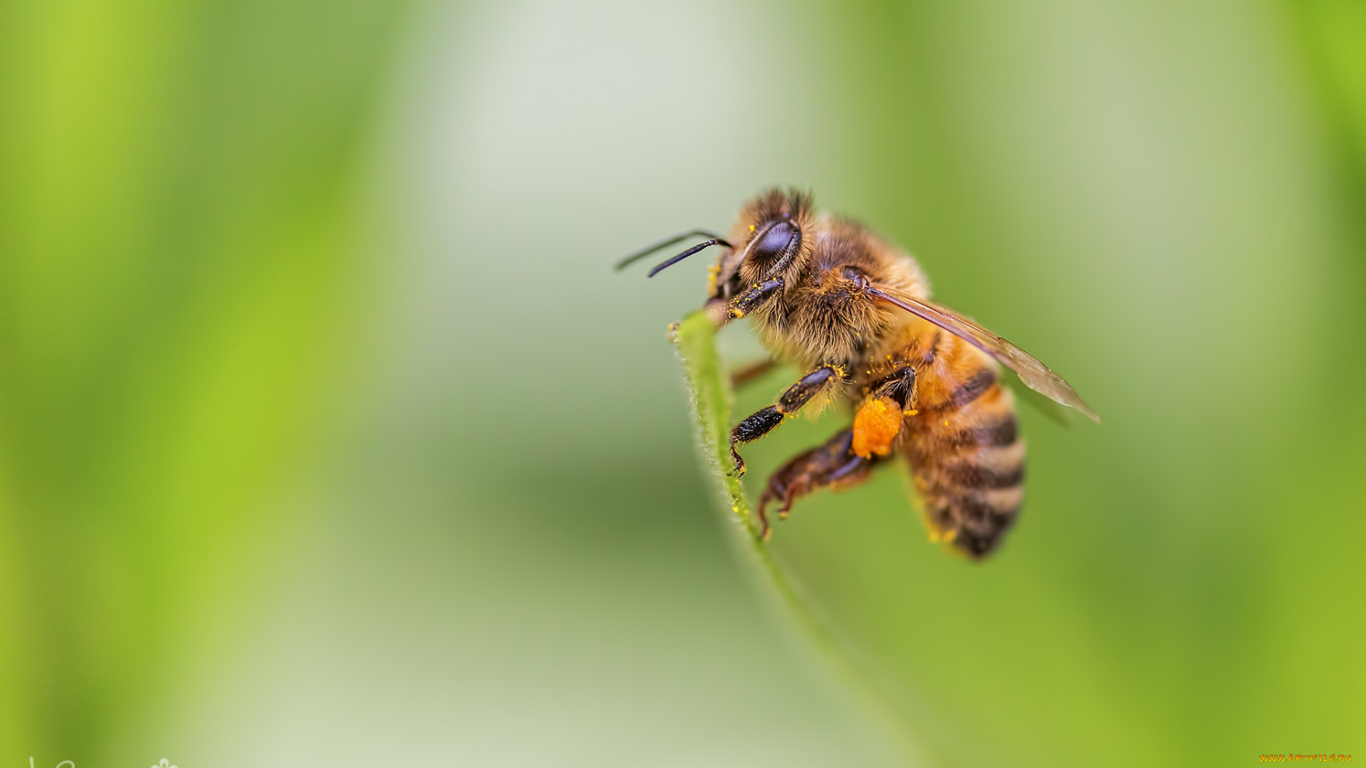 животные, пчелы, , осы, , шмели, пчела