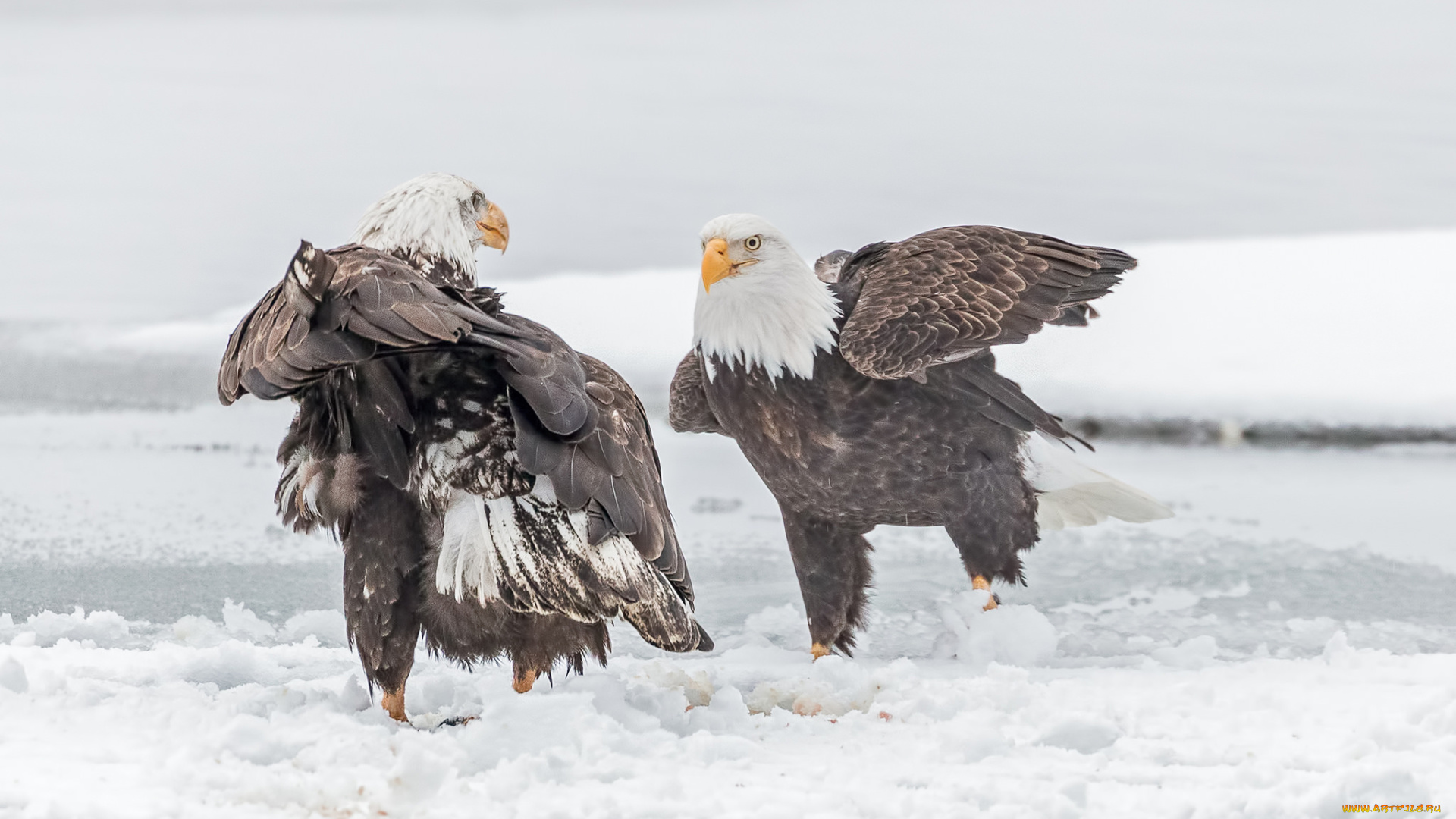 животные, птицы, -, хищники, птицы