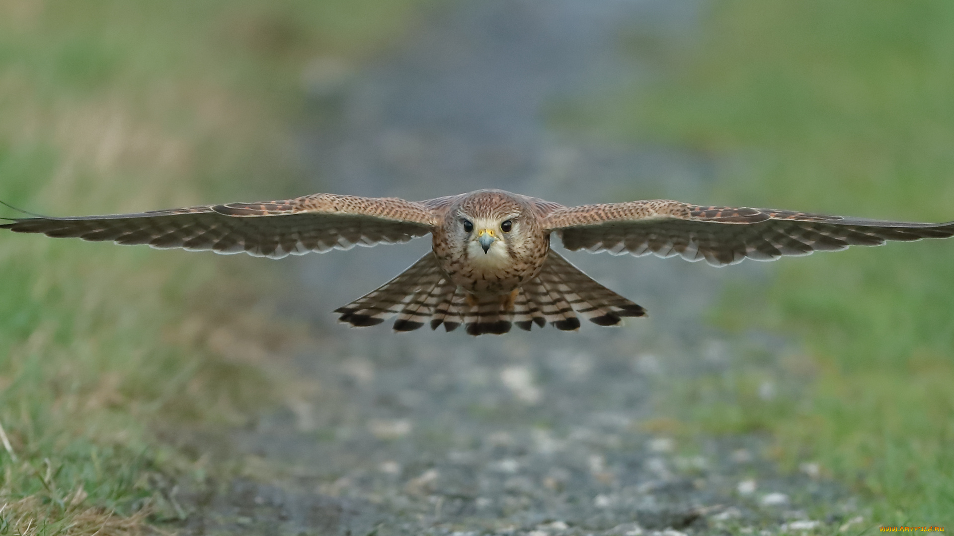 животные, птицы, -, хищники, сокол